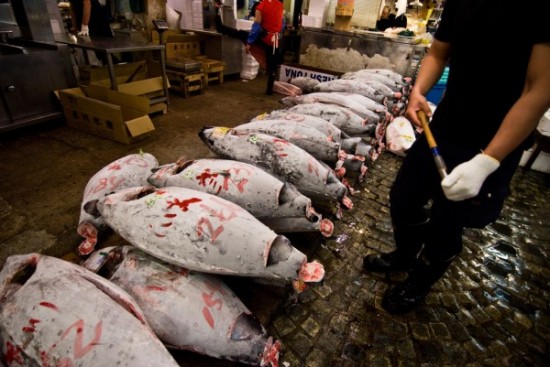 Bluefin tuna is among the species that have been found to contain trace amounts of radioactive particles from teh failed nuclear reactors at Fukushima. (Photo by Stewart Butterfield) Original Article by the Center for American Progress.