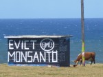 The pillbox mural at Ho'okipa (on the road from Paia to Haiku) got another paint job. This time, to evict Monsanto, which has a huge presence on Maui and throughout Hawaii with fields of GMO crops. There's a lot of anti GMO- activism on Maui!!!