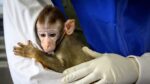 100 Monkeys on their way to CDC Lab get into massive truck collision in PA : What were they being tested for?