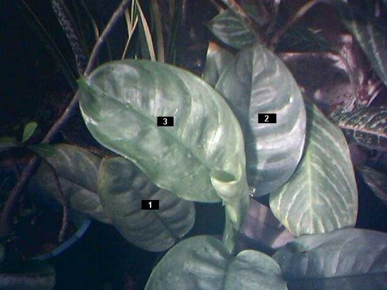 The leaf size change in sudden manner.  1 - the original untreated leaf.  2  - treated with copper water vortex 3 - treated with cemenite