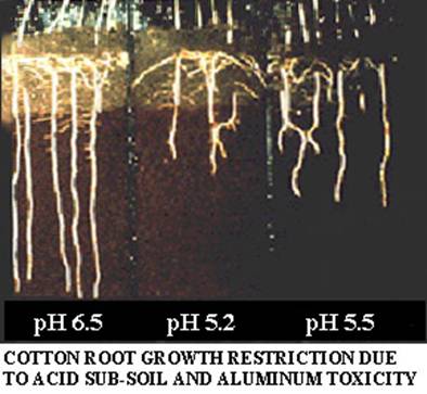 The availability of nutrients is effected by the pH of a soil.