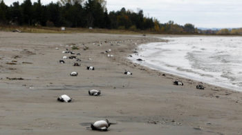 The Ministry of Natural Resources is investigating after 6000 birds and fish washed up on the shores of Georgian Bay near Wasaga Beach.