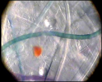 The human body does not carry blue or green fibers? So what is this doing in the victims blood?