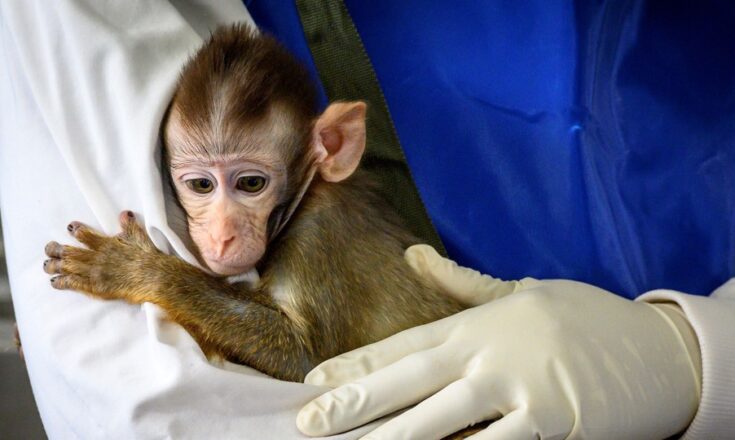 Cynomolgus macaques from Asia are widely used in biomedical research (Mladen Antonov / AFP /Getty)